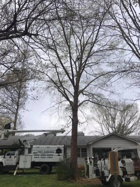 D & A Tree Surgeons LLC