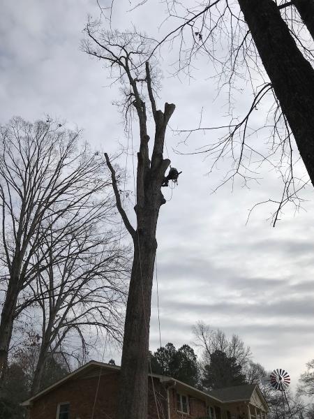 D & A Tree Surgeons LLC