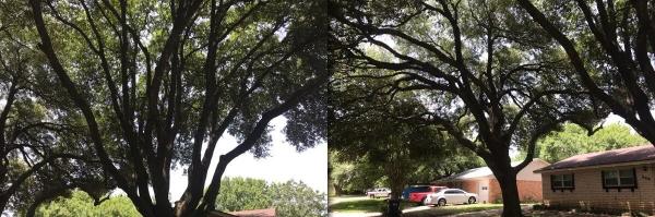 Javier's Tree Service