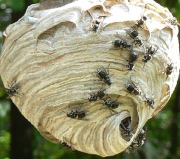 Just Bugs Pest Control