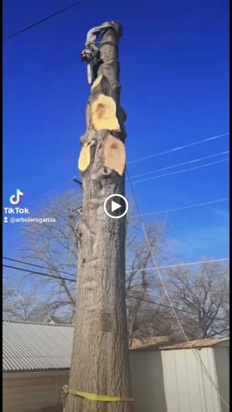 Professional Arborist Service