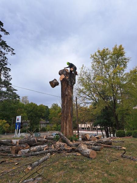 Professional Arborist Service