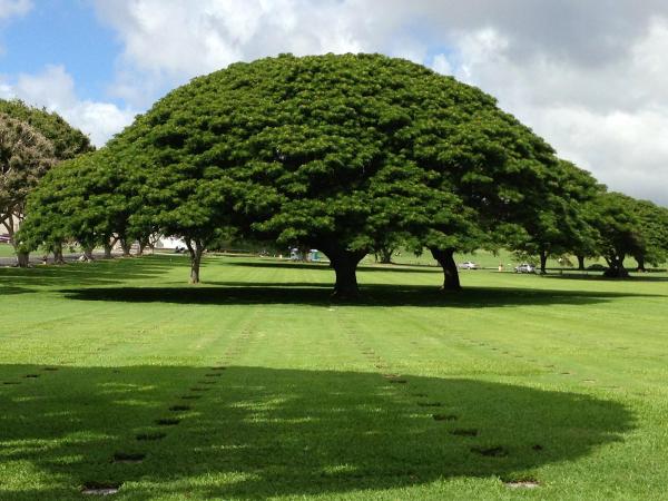 Hawaii Tree Service