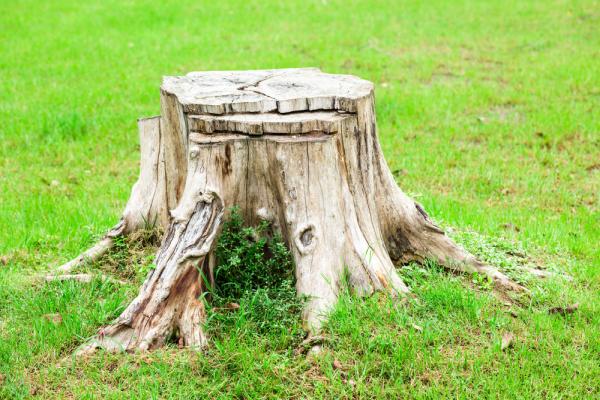 Broadland Stump Removal