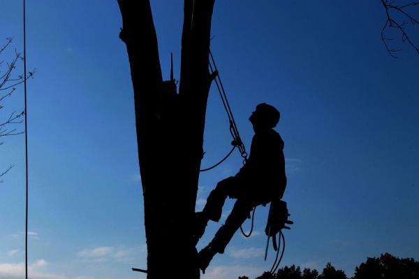 Mid State Tree Service