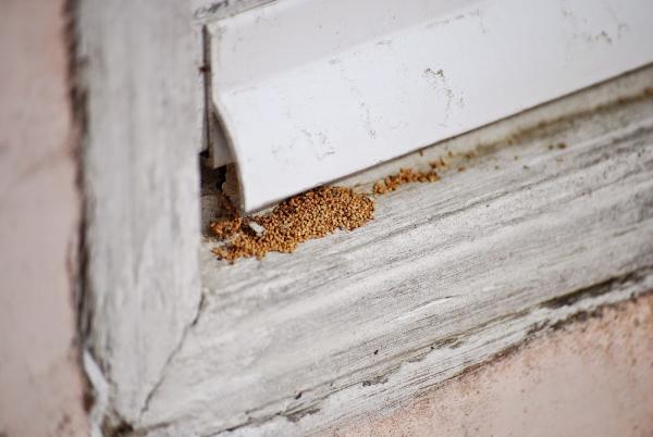 Active Pest Control