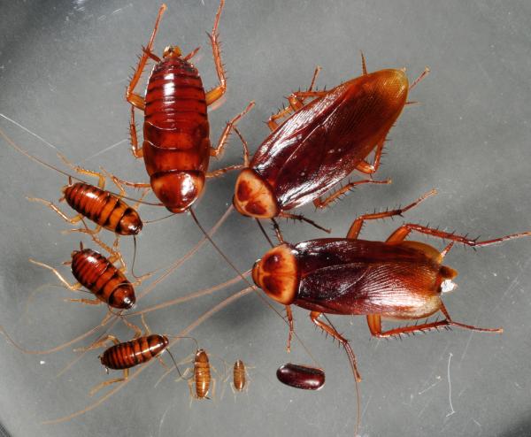 Preferred Pest Control Inc