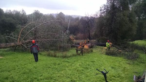 Tree Care Incorporated