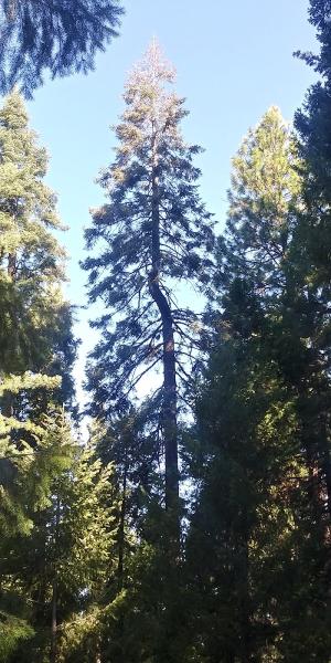 Tree Care Incorporated