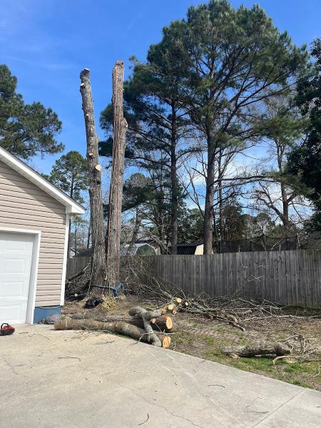 Just In Time Tree Care