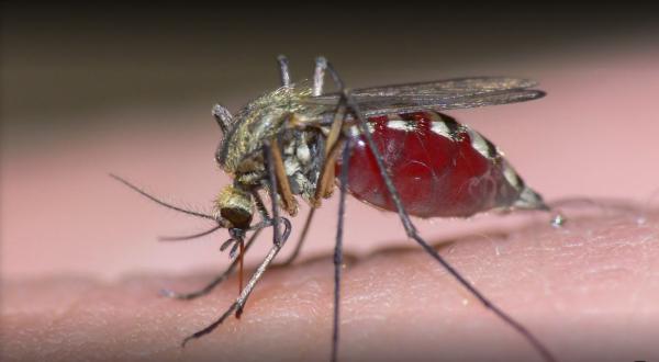 Mosquito One