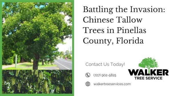 Walker Tree Service