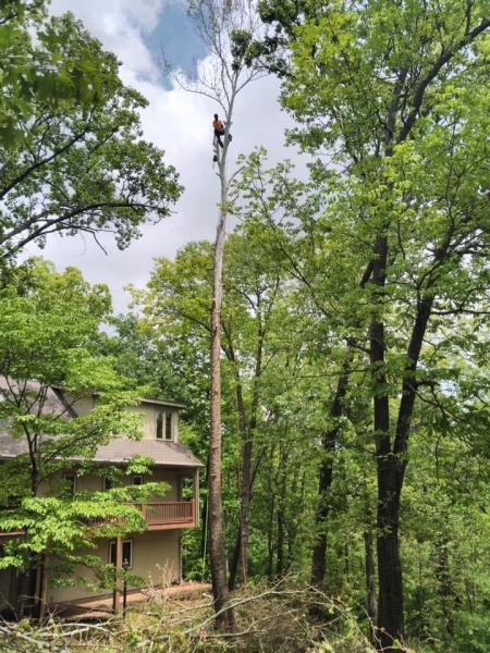 Tony's Tree and Land Service