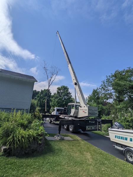 SDS Tree & Stump Removal