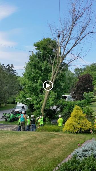 SDS Tree & Stump Removal