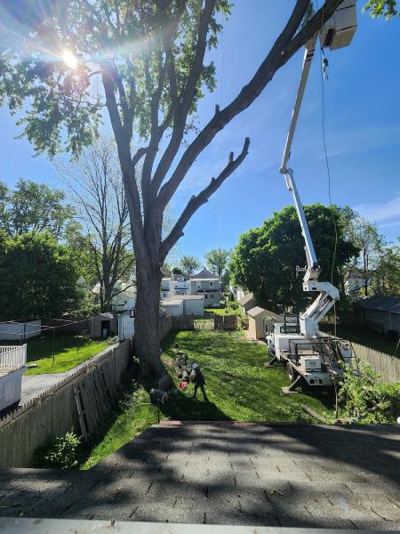SDS Tree & Stump Removal