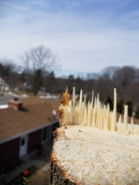 Tree Ninjas Tree Service LLC