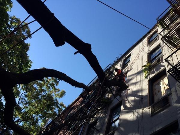 Affordable Tree Service Bronx