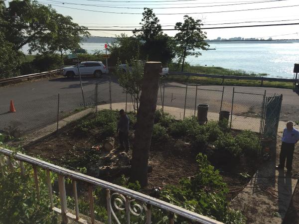 Affordable Tree Service Bronx