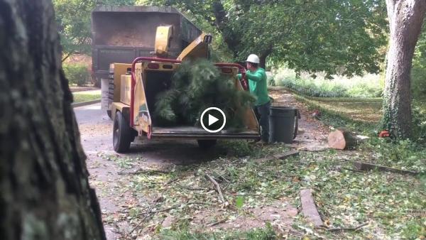 A-Aaa Tree Service