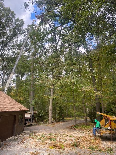 A-Aaa Tree Service
