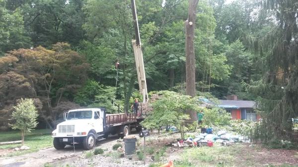 A-Aaa Tree Service