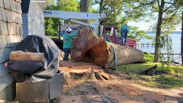 A-Aaa Tree Service