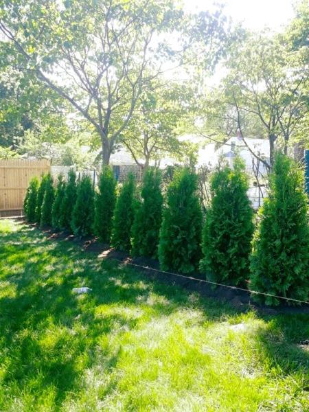 Independent Arborists and Consultants LLC