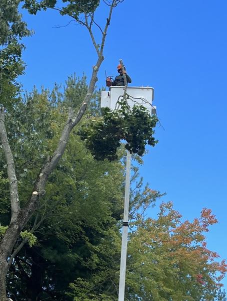 Forrest Tree Services LLC