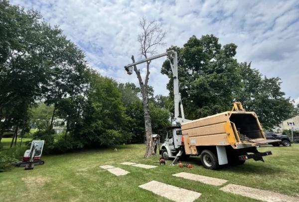Forrest Tree Services LLC