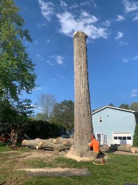 Forrest Tree Services LLC