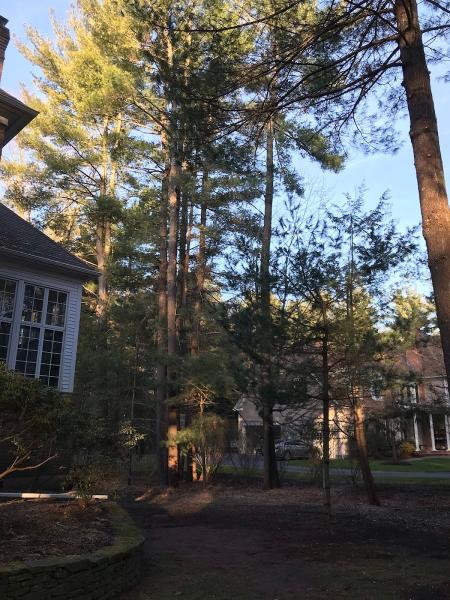 Forrest Tree Services LLC