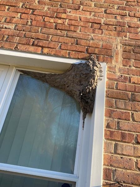 Top Tier Pest Solutions