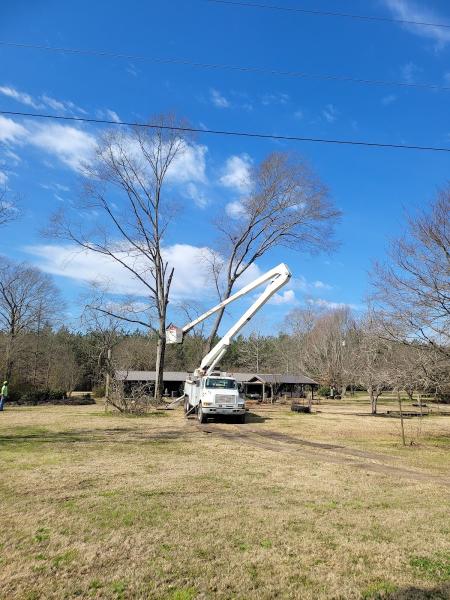 Ray's Tree Works