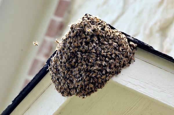 Honey Bee Rescue