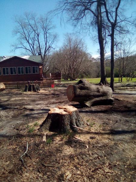 Chad's Tree Service