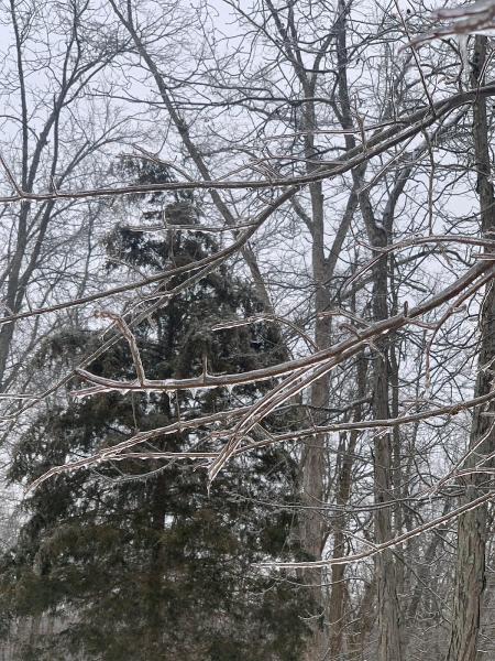 Tree Pro Inc
