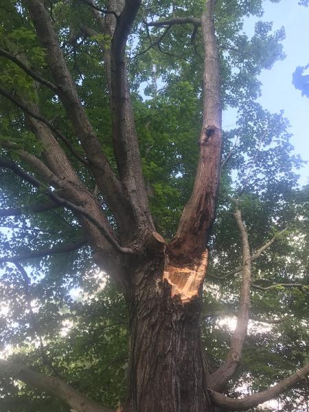 Tree Pro Inc