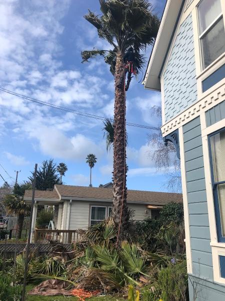 SL Tree Services