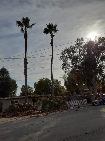 SL Tree Services