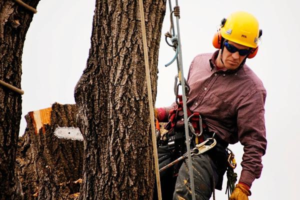 Klismith Tree Service