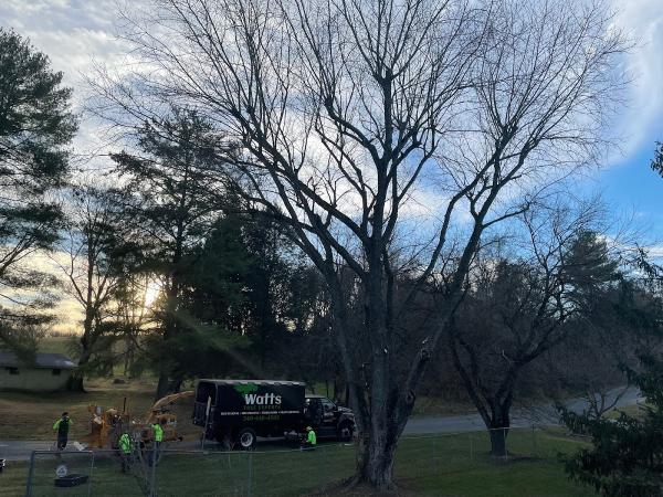 Watts Tree Experts
