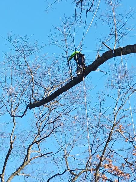 Watts Tree Experts