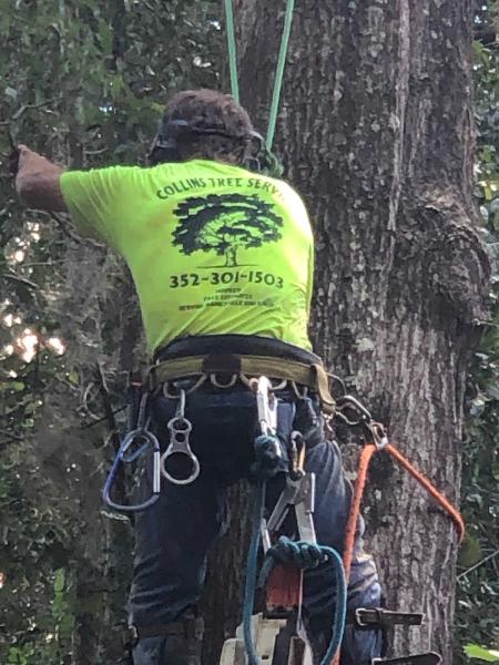 Collins Tree Service