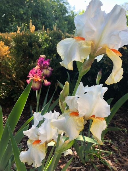 Ibes Landscaping Inc