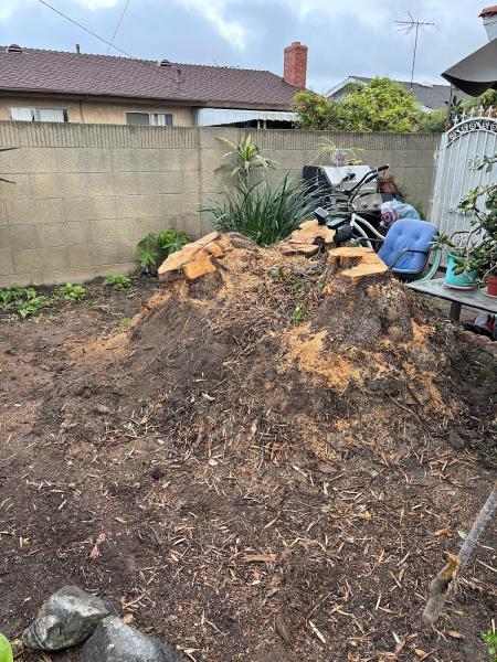 Zamora Tree Services