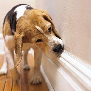 Midwest Bed Bug Services