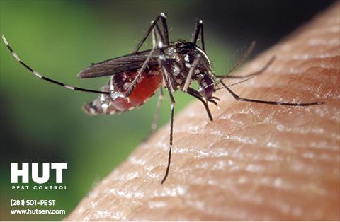 HUT Pest Control