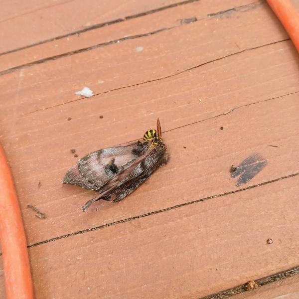 Fenn Pest Control