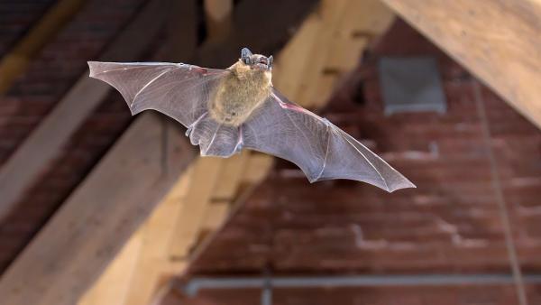 PCA Wildlife Removal